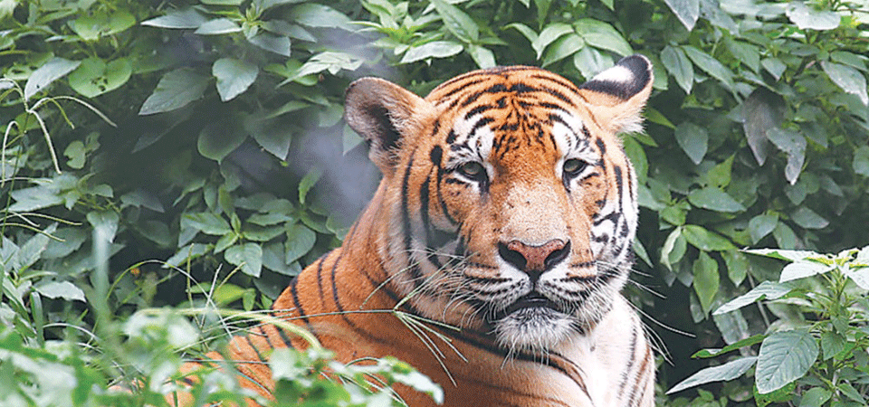 bardiya-tiger-radio-collared-to-study-its-behaviour