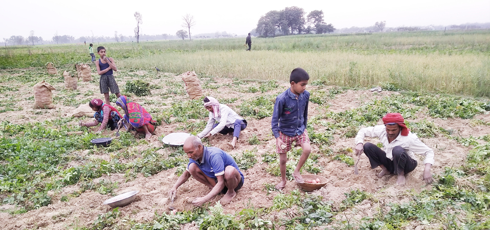 119200-tonnes-potatoes-produced-in-bara-this-year
