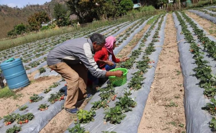 commercial-strawberry-farming-begins-in-pyuthan