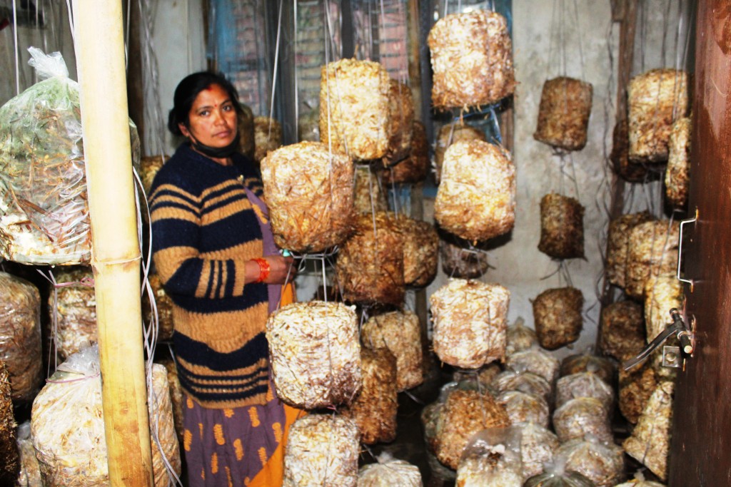 mushroom-farming-learnt-from-youtube-pays-off