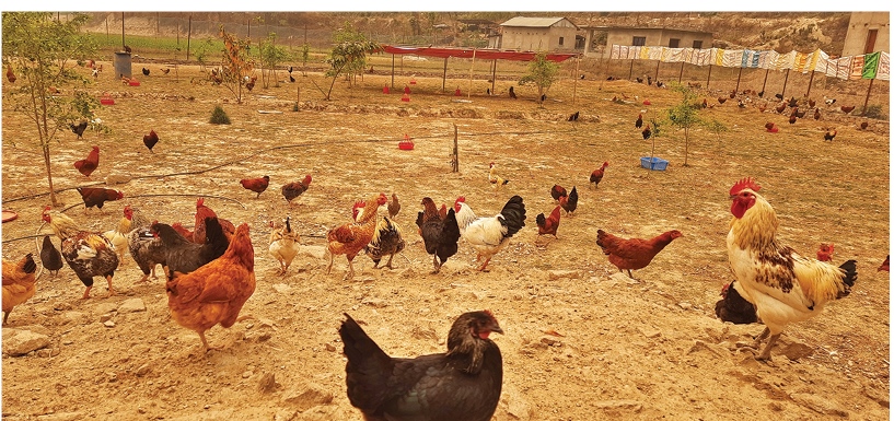 foreign-returnee-makes-good-income-from-poultry-business