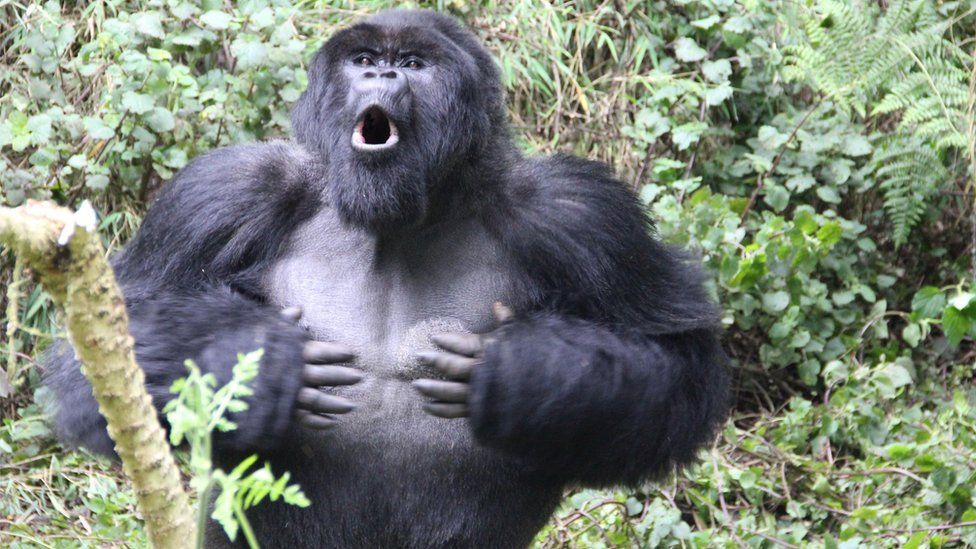 secrets-of-gorilla-communication-laid-bare