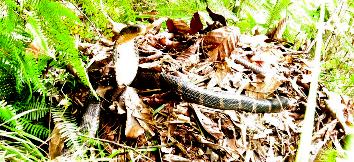king-cobra-spotted-in-baglung