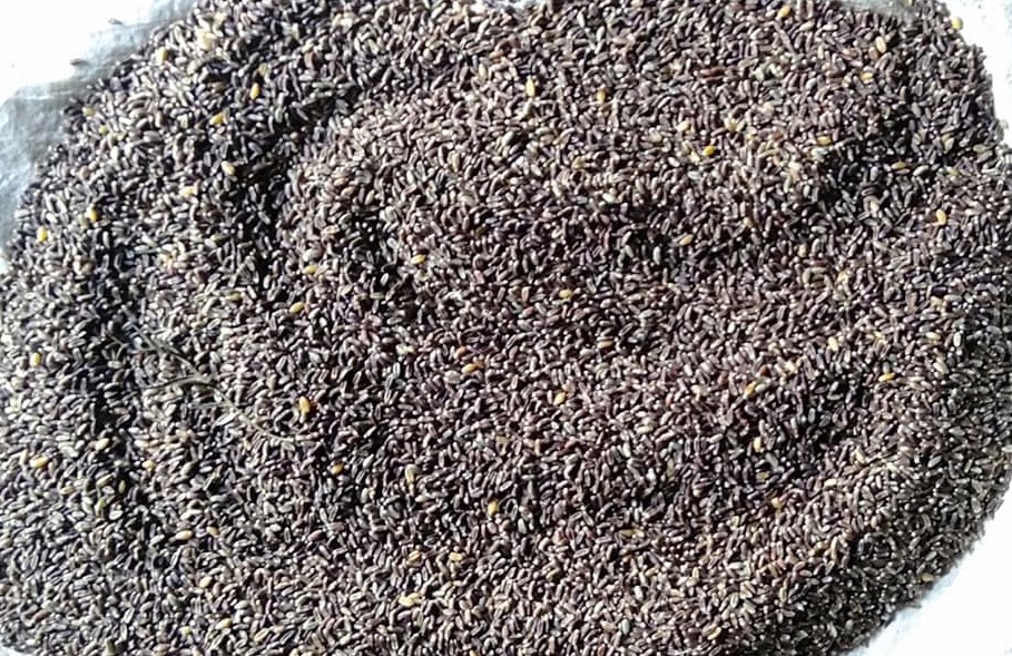 gautampur-farmers-produce-black-wheat