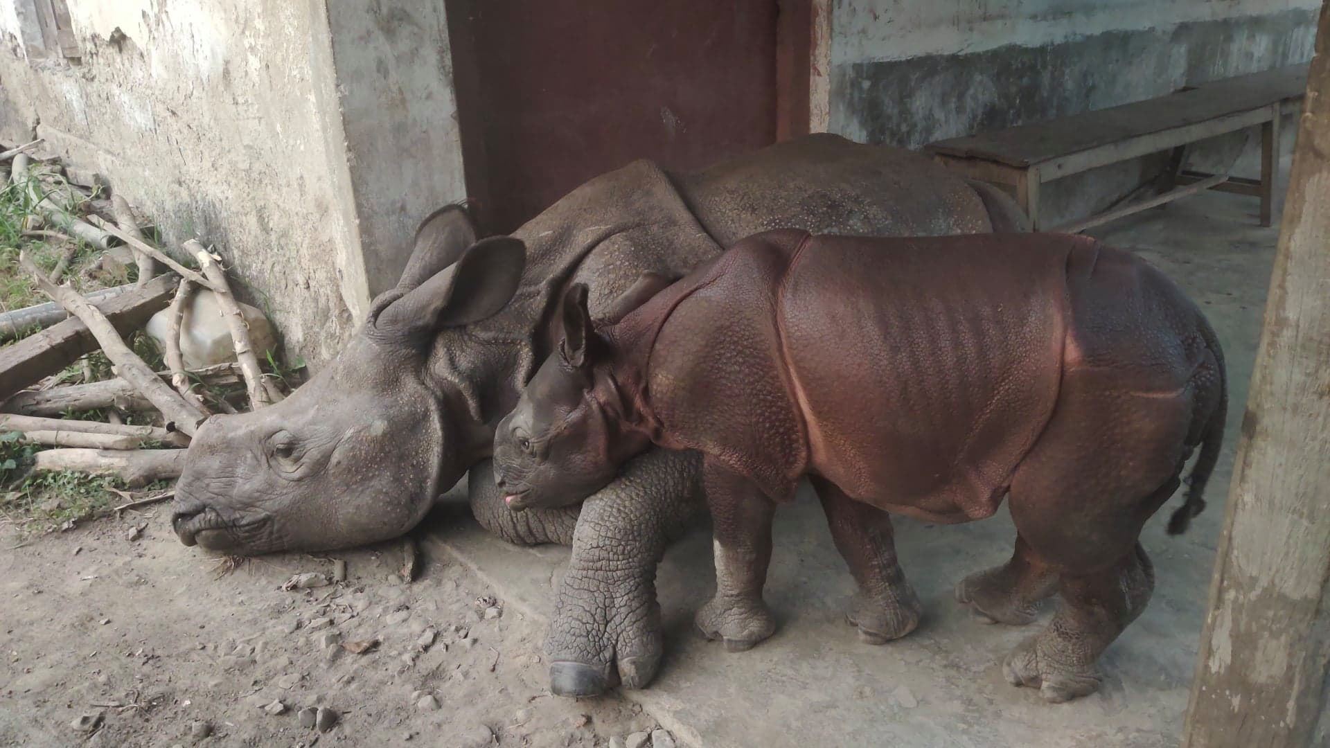 ntnc-staff-raises-orphaned-baby-rhinos