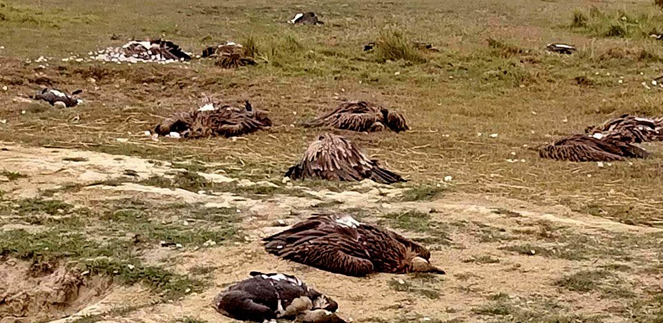 over-100-vultures-found-dead-in-nawalparasi