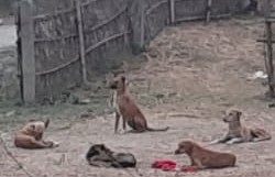 street-dogs-kill-goats-in-morang