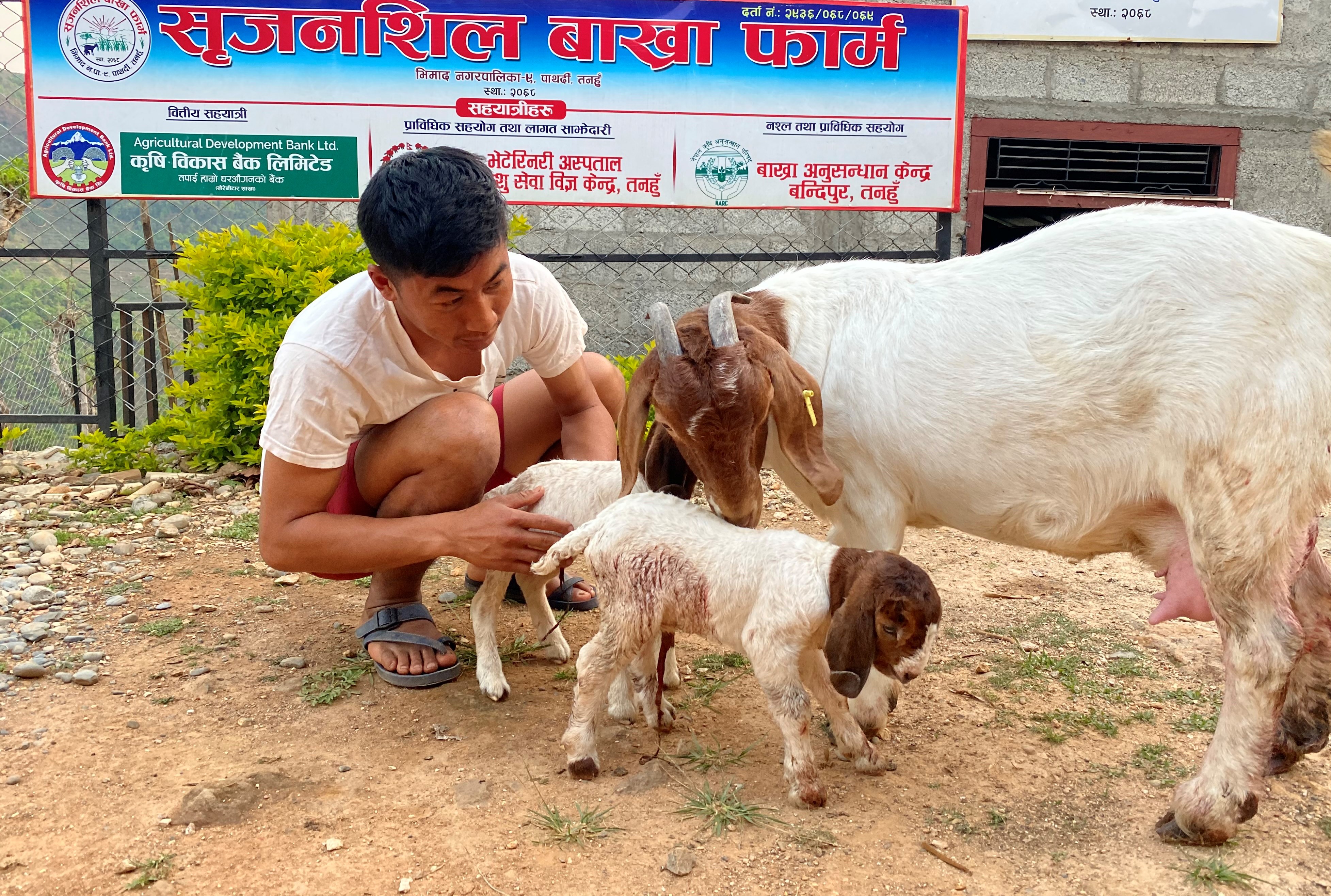 expensive-boer-goats-now-bred-in-tanahun