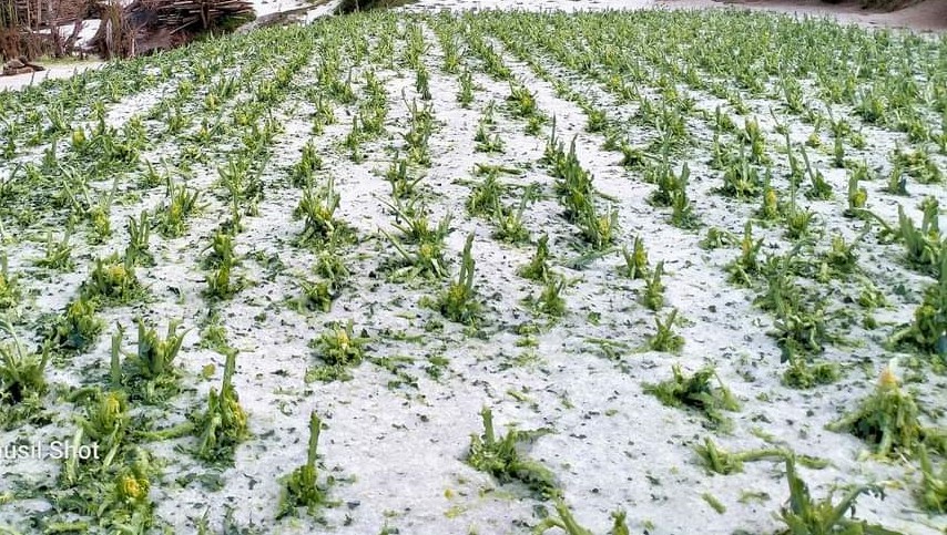 hailstorm-destroys-vegetables-worth-rs-480m