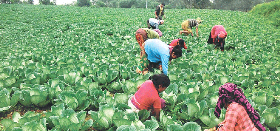 low-budget-ceiling-likely-to-affect-agriculture-programmes