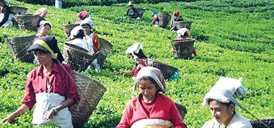 nepals-tea-export-up