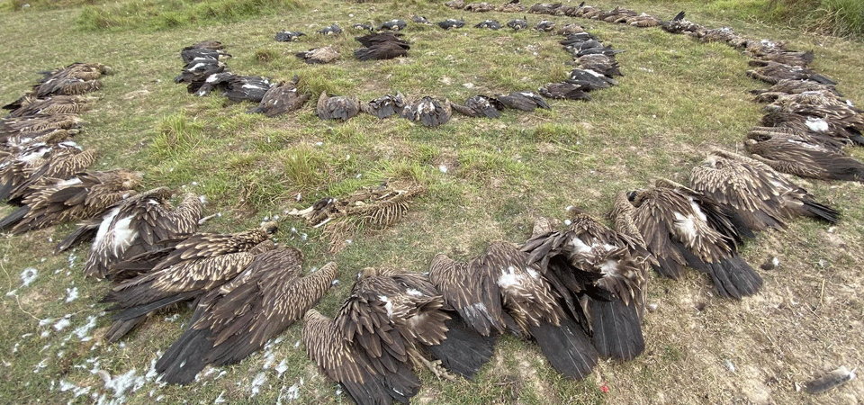 death-of-vultures-a-cause-for-concern