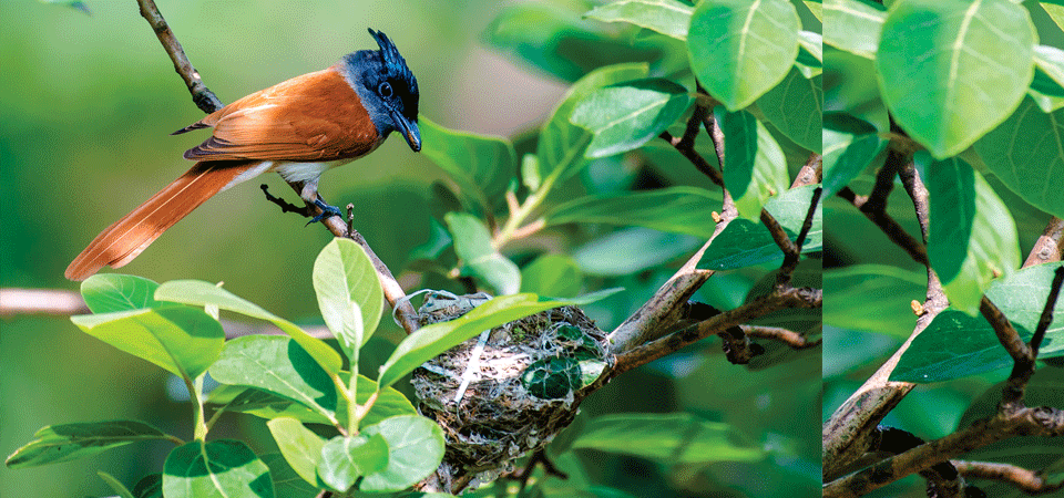 asian-paradise-flycatcher-now-spotted-in-all-seasons