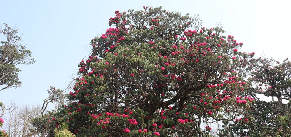 rhododendrons-waiting-for-tourists-at-ghorepani