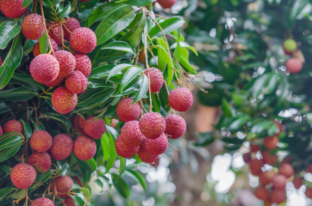restriction-orders-affect-sale-of-litchi