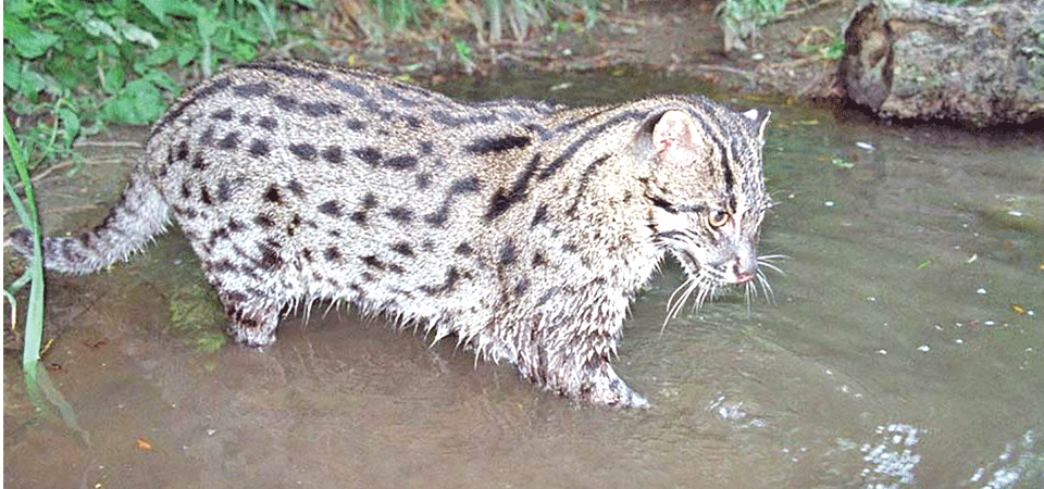 fishing-cat-heading-to-extinction-in-lack-of-conservation