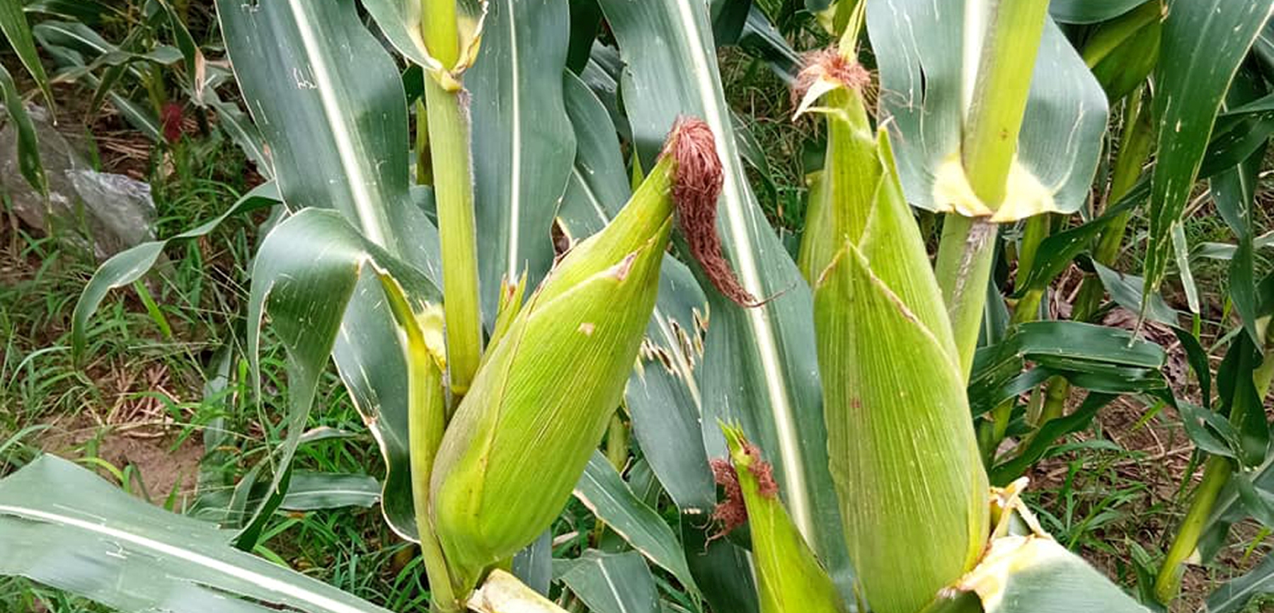 maize-zone-programme-effective-in-jhapa
