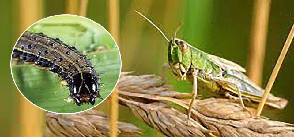 nepali-farmers-tackling-transboundary-plant-pests
