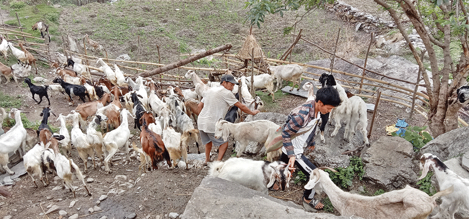 foreign-returnees-success-story-of-goat-rearing