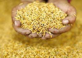 farmers-given-paddy-seeds-in-subsidy