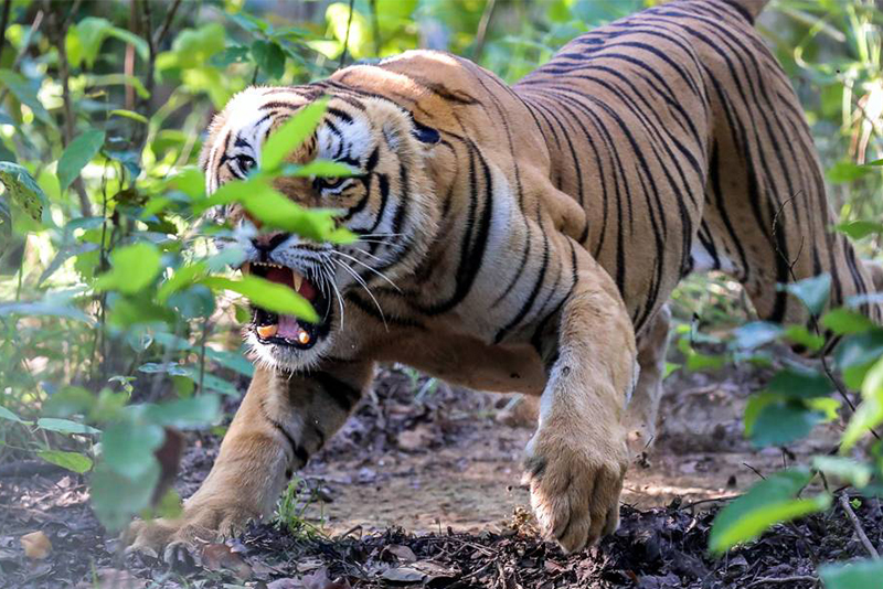 tiger-attack-claims-life-of-woman-in-badiya