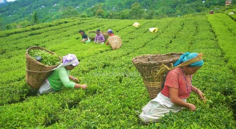 1200-tea-workers-lose-job-due-to-covid-19