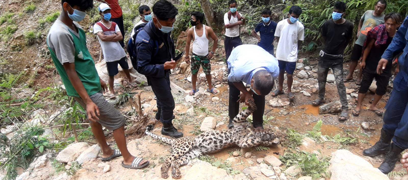 leopard-killed-in-fight-with-another-in-nuwakot