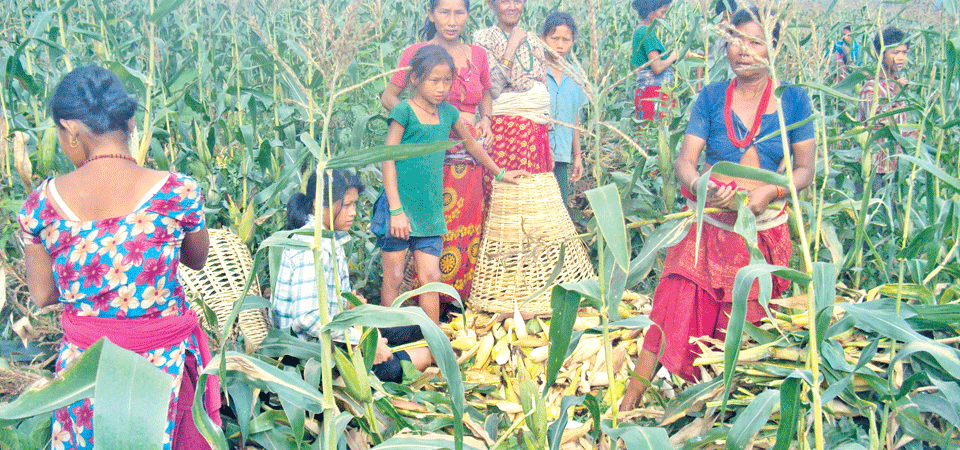 farming-on-bagmati-river-bank-transforms-lives