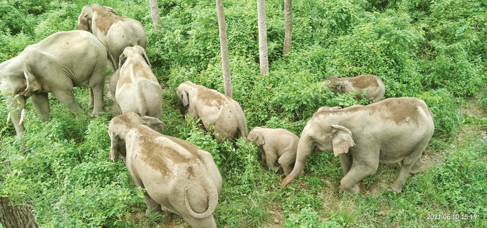 large-herd-of-elephants-enters-nepal-from-india