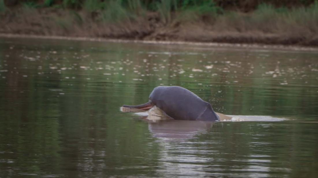 rare-dolphins-begin-to-appear-in-kailali-rivers