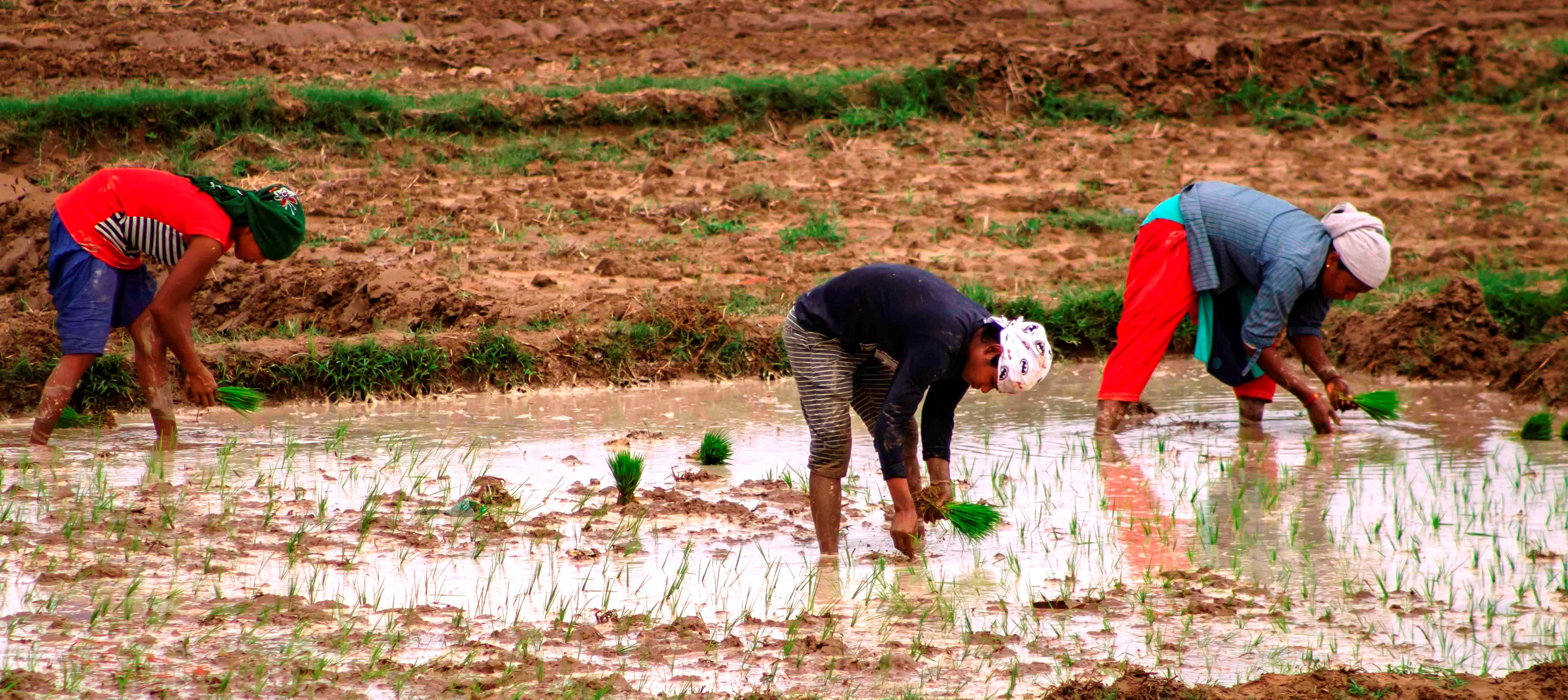 farmers-busy-with-paddy-plantation-in-dhangadhi-photo-feature