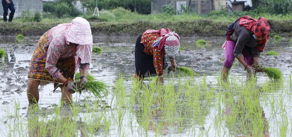 18th-national-paddy-day-celebrated-symbolically-owing-to-covid-19