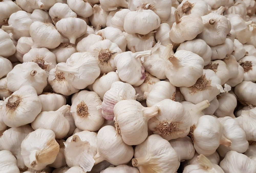 chunwangs-garlic-finds-better-market-this-time