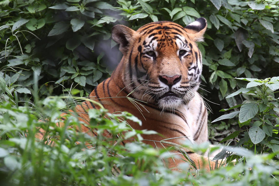 elderly-dies-in-tiger-attack