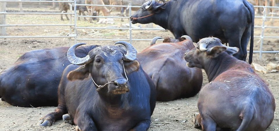 stolen-nepali-buffaloes-brought-back-from-india