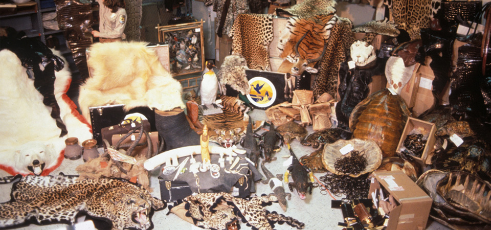 initiative-taken-to-control-wildlife-parts-smuggling