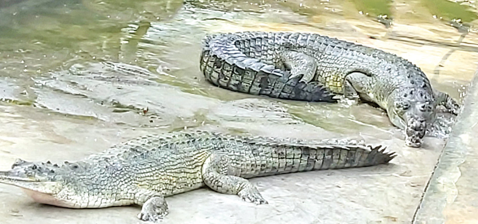 endangered-gharial-population-gradually-growing