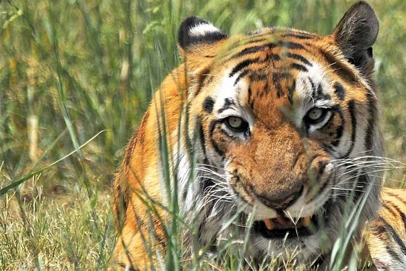 tiger-attack-claims-a-70-year-old-man-in-bardia