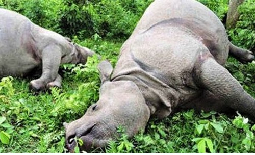 two-rhinos-including-one-calf-found-dead-in-cnp