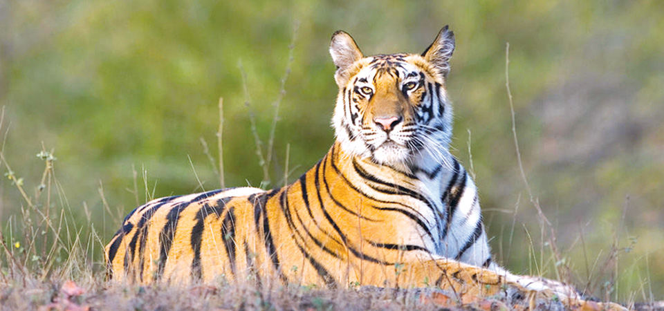 nepal-headed-to-double-tiger-population-by-2022