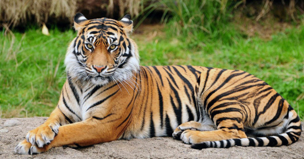 international-tiger-day-tiger-conservation-encouraging-human-tiger-conflict-increasing