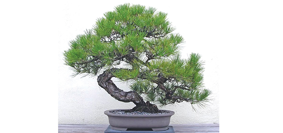 the-art-of-bonsai