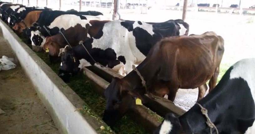 a-cow-farm-in-rs-200-million-investment-producing-700-liter-milk-a-day