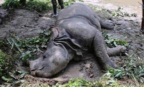 rhino-found-dead-at-cnps-buffer-zone