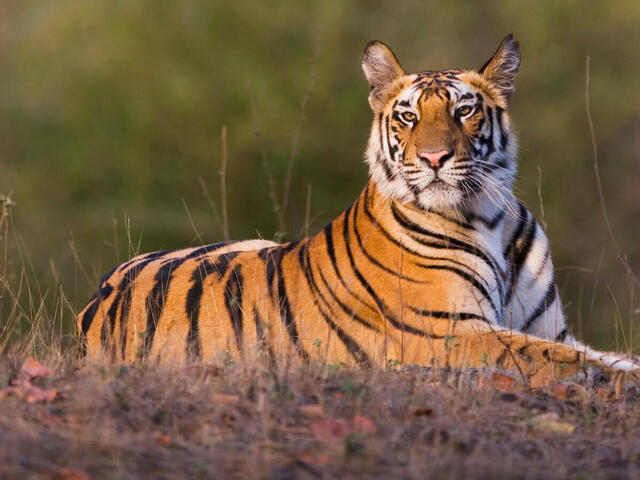 masuria-forest-area-bans-entry-after-sighting-of-female-tiger-cubs