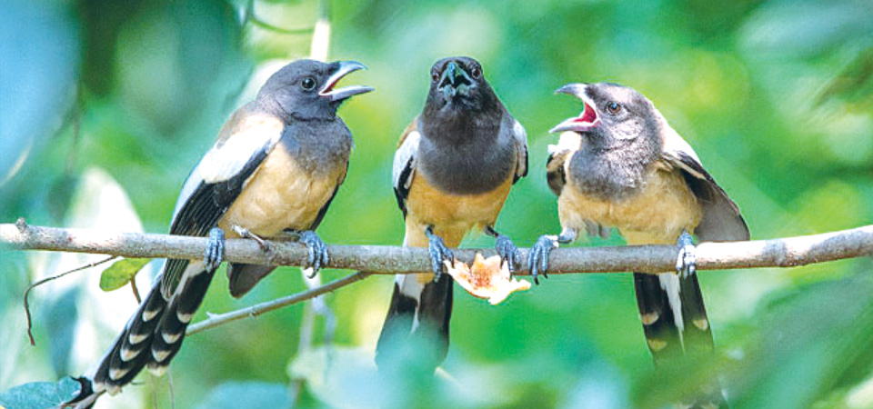 kailali-harbours-23-per-cent-of-total-bird-species-of-nepal