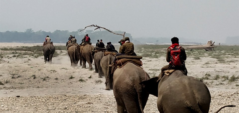 national-parks-taking-help-of-elephants-to-protect-wildlife