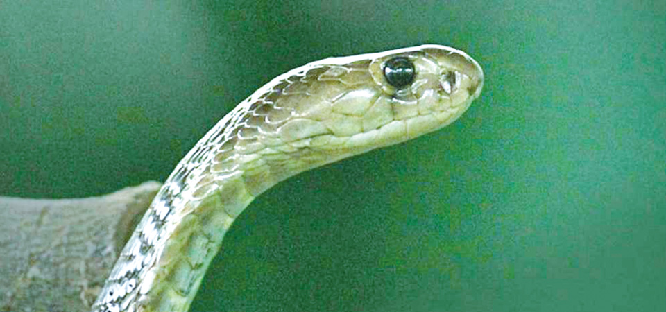 Protecting snakes is beneficial, say conservationists