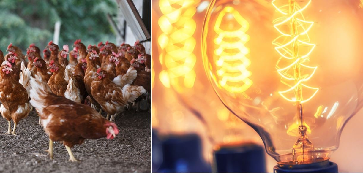 electricity-generated-with-poultry-waste