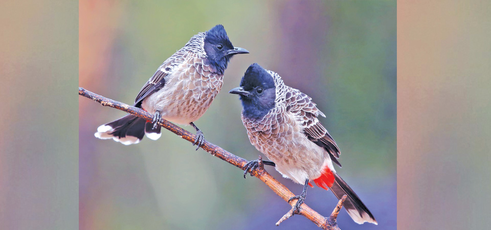 bcn-launches-feeder-scheme-to-conserve-urban-birds